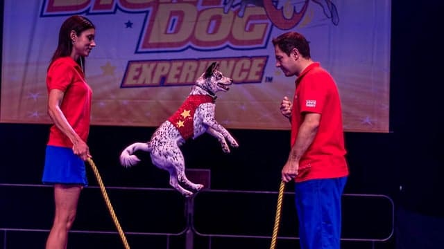 Photograph of Stunt Dog Experience